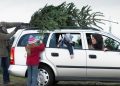 How your Christmas tree could land you with a fine How your Christmas tree could land you with a fine