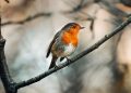 Gardeners told to intervene if they spot robins this winter