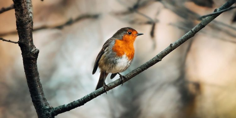 Gardeners told to intervene if they spot robins this winter Gardeners told to intervene if they spot robins this winter